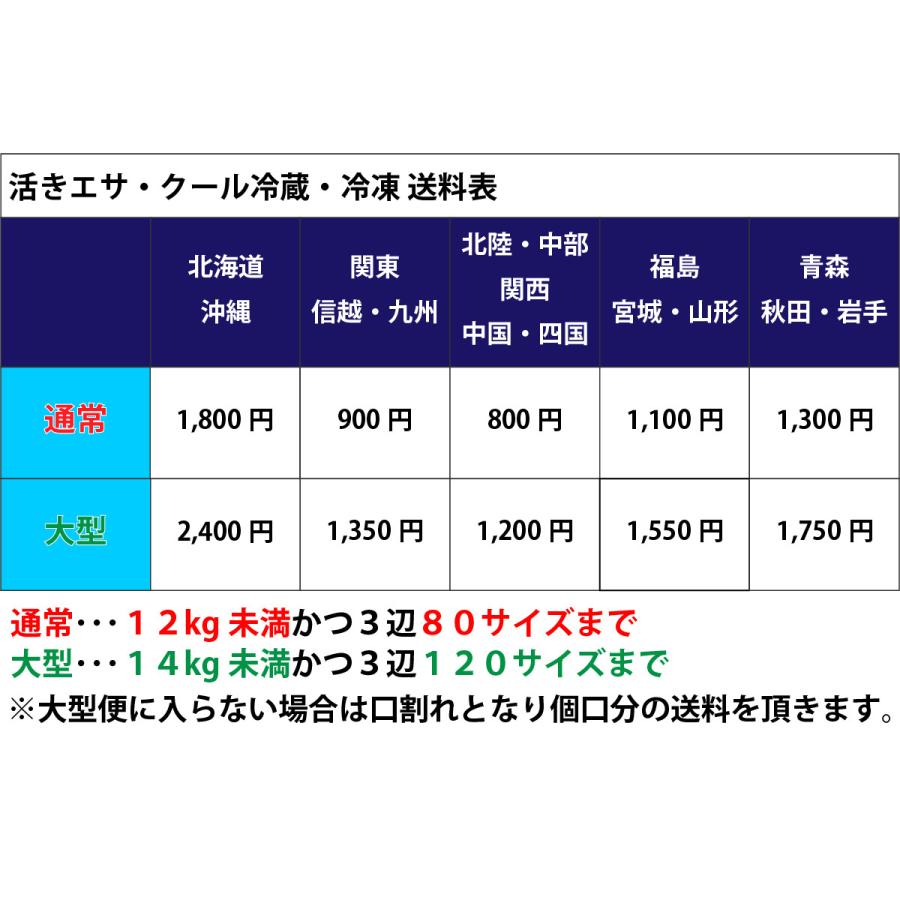 ヒロキュー 冷凍エサ 生イキくん 海えび 刺し餌 ツケエサ 不凍加工 ☆ポイント全額払い不可 032753|t-port|02