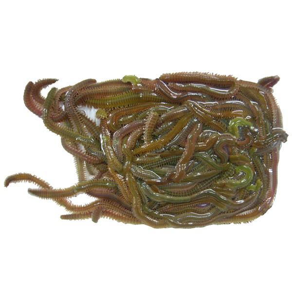 スーパー青虫 青イソメ 驚異的な生命力 完全養殖 ポイント全額払い不可 Jin フィッシングショップtポート 通販 Yahoo ショッピング