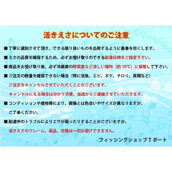 [101-103] スーパー青虫（青イソメ）パック　釣り餌　驚異的な生命力！【完全養殖】　※ノークレーム限定｜t-port｜07