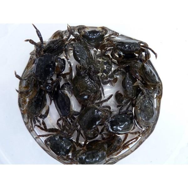 餌 621-623] 岩ガニ 10匹セット 釣り餌 ※ノークレーム限定