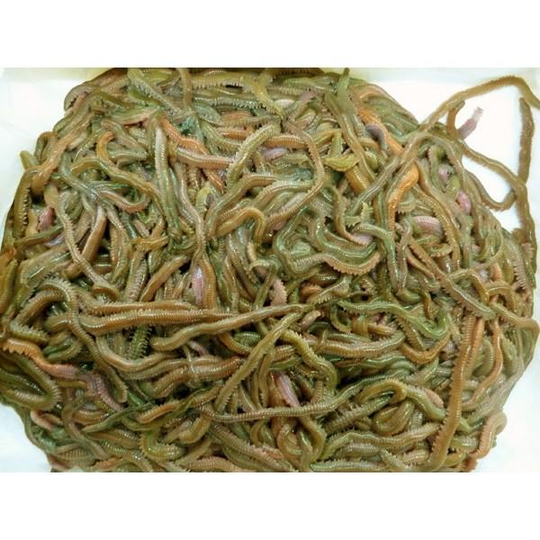 【青イソメ】 111-113] スーパー青虫（青イソメ） 1kg 釣り餌 超お得！ 【完全