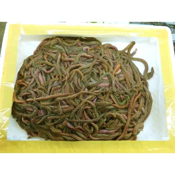 スーパー青虫 青イソメ 1ｋｇ 超お得 完全養殖 ポイント全額払い不可 Jin フィッシングショップtポート 通販 Yahoo ショッピング