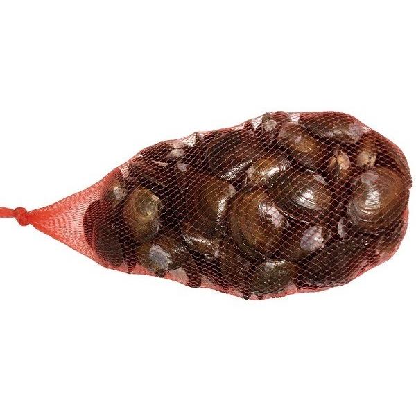 アケミ貝 国産 1kg S M Lサイズ選択可 ポイント全額払い不可 Jin フィッシングショップtポート 通販 Yahoo ショッピング