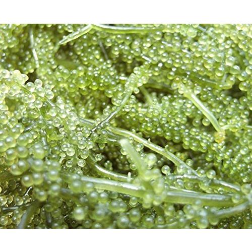 本店は おかげさまで周年 海ぶどう A品 250g 4パック 春夏新色 Esiba Tg