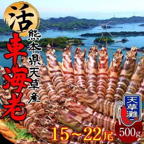 全日本送料無料 車えび 活 車海老 500g 15 22尾 熊本県天草産 維和島 車エビ 生 養殖場直送 刺身 ピチピチ新鮮 活き クルマエビ 国内最安値 Www Muslimaidusa Org