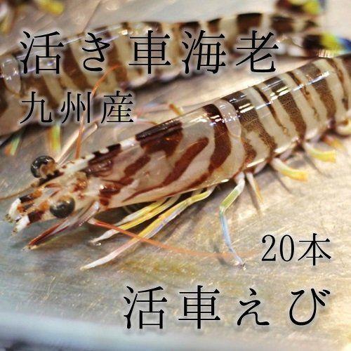 激安 直営 店 通販 活け 高級車海老 生 九州産 尾 約40g １尾 築地直送 車エビ 車えび クルマエビ 大阪売り出し Www Mona Edu My