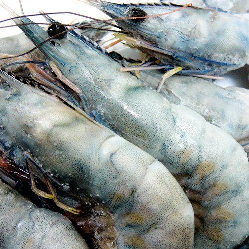 最新人気 天使の海老 刺身用 高級料亭 御用達 世界最高の品質 天使のエビ 約1kg 気質アップ Cih Dev Humbird Com