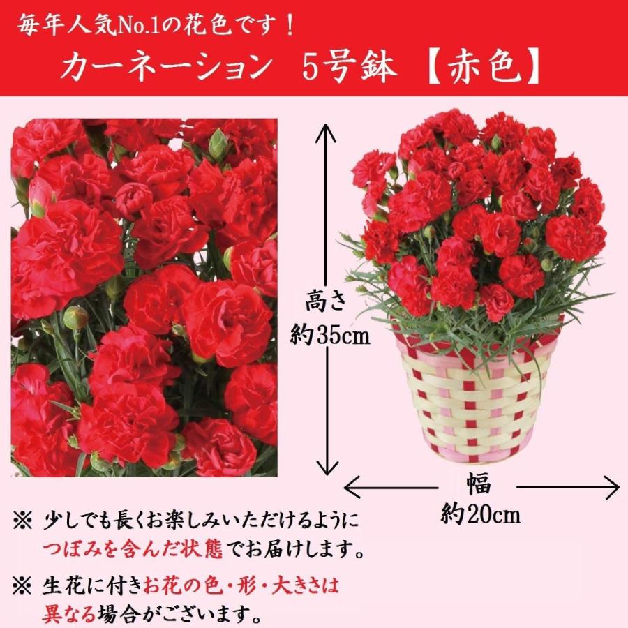 代引不可 きよ泉 母の日 カーネーション 羊羹と新茶セット 5号鉢 花とスイーツ 和菓子 花とお菓子 母の日ギフト プレゼント 贈り物 母の日 受賞店舗 Neighborhauls Com