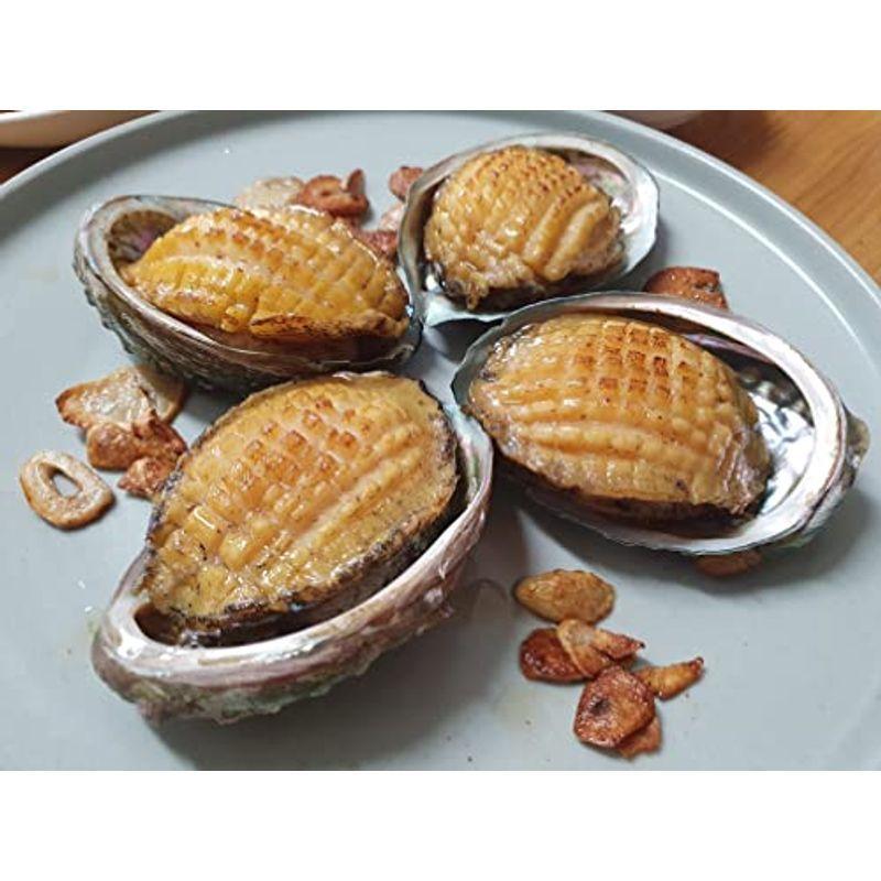 在庫限りで終了築地直送 あわび 大粒 8個 1kg 生食用 活〆 刺し身 ステーキ 酒蒸し 煮ても焼いてもやわらか美味しい 殻付き アワビ Tamaショップ 通販 Yahoo ショッピング