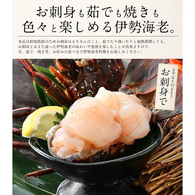 送料無料 新品 港ダイニングしおそう 伊勢海老 千葉県産 小サイズ 4 5尾 外房イセエビ 伊勢エビ 贈呈用 刺身 伊勢えび ご家庭用 ご自宅用 えび