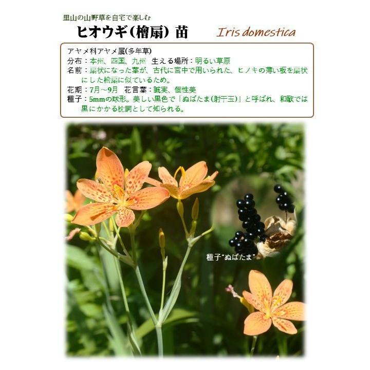 里山のめぐみ ヒオウギ 夏の山野草 アヤメ科 宿根草 赤花 休眠株苗 Yk Pla30 0010 里山のめぐみ Ta Ma Te Ba Ko 通販 Yahoo ショッピング