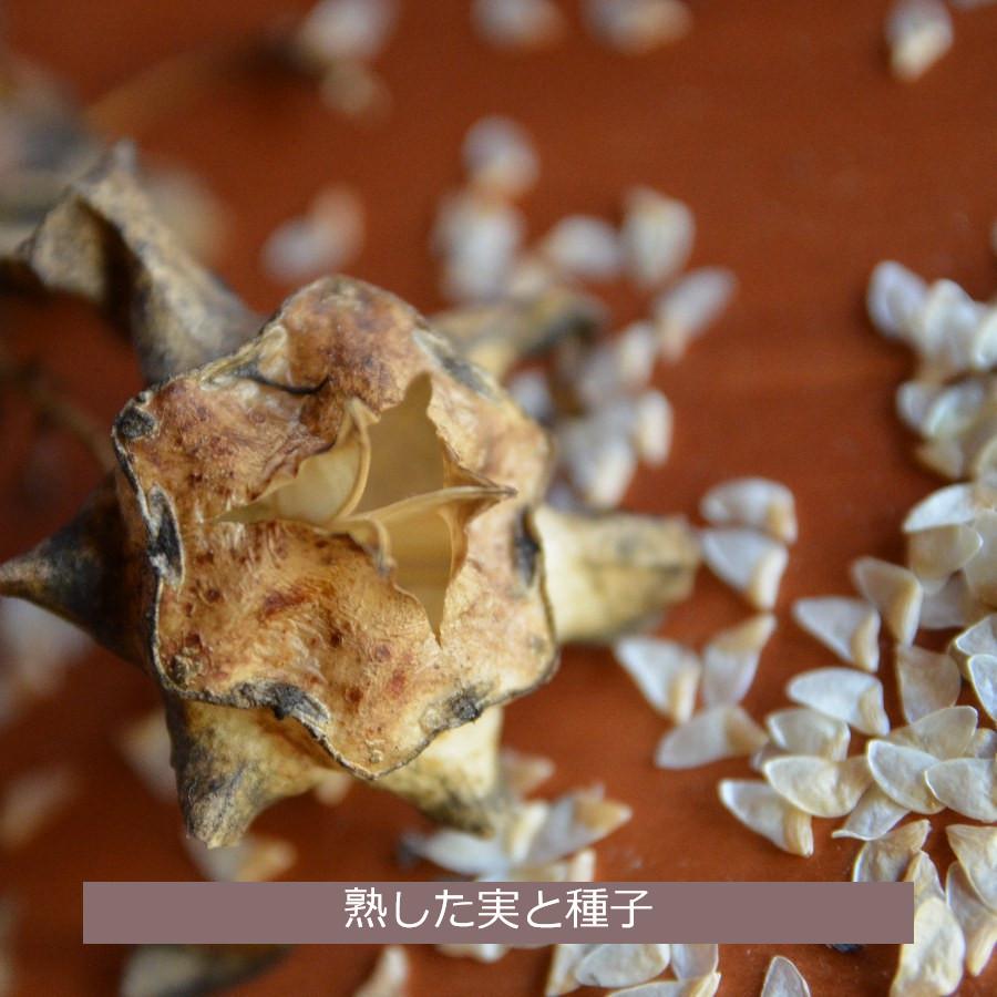 里山のめぐみ　ツルニンジン　夏の山野草　キキョウ科　赤花　宿根草　休眠株苗 (yk)｜ta-ma-te-ba-ko｜06