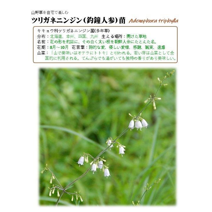里山のめぐみ ツリガネニンジン 夏の山野草 キキョウ科 白花 宿根草 休眠株苗 Yk Pla30 0060 里山のめぐみ Ta Ma Te Ba Ko 通販 Yahoo ショッピング