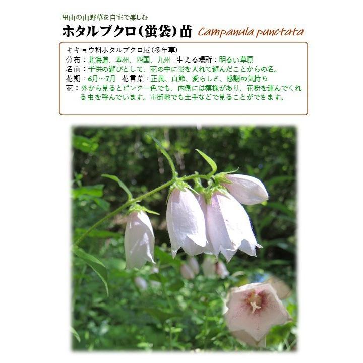 里山のめぐみ ホタルブクロ 夏の山野草 キキョウ科 宿根草 紫花 休眠株苗 Yk Pla30 0080 里山のめぐみ Ta Ma Te Ba Ko 通販 Yahoo ショッピング
