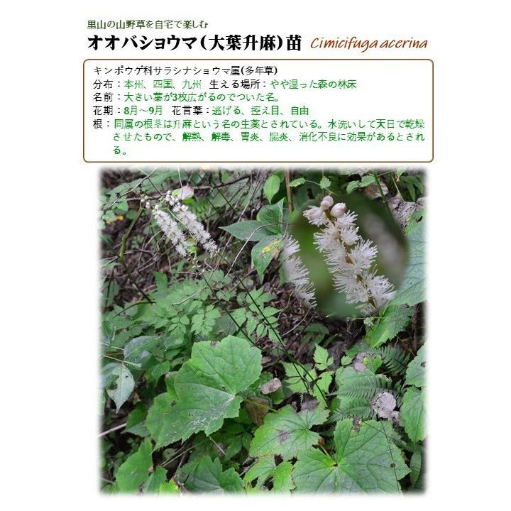 里山のめぐみ オオバショウマ 秋の山野草 キンポウゲ科 宿根草 白花 休眠株苗 Yk Pla30 0130 里山のめぐみ Ta Ma Te Ba Ko 通販 Yahoo ショッピング