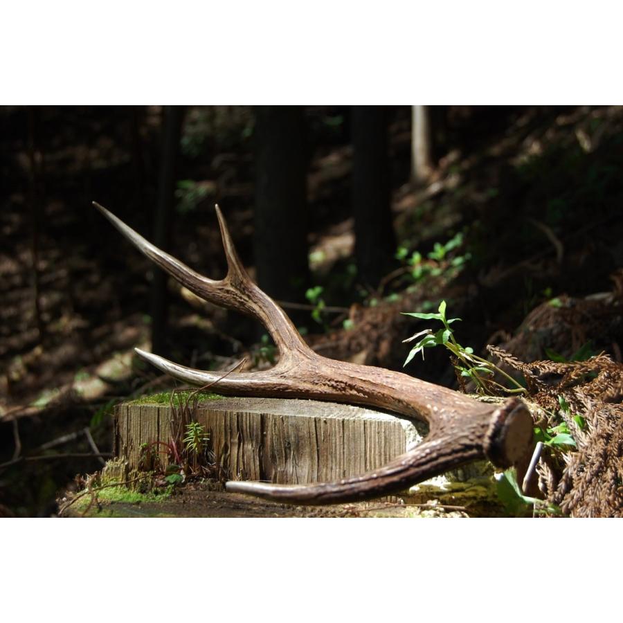 鹿角（小） 山梨県丹波山村産 : タバジビエ - 通販 - Yahoo!ショッピング