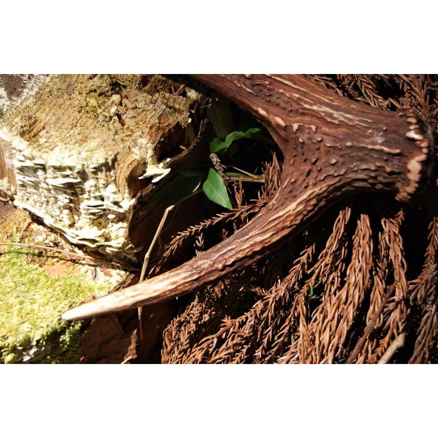 鹿角（小） 山梨県丹波山村産 : タバジビエ - 通販 - Yahoo!ショッピング