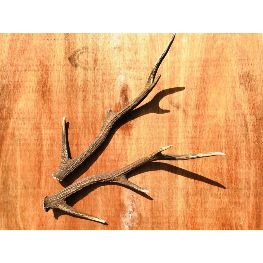 鹿角（小） 山梨県丹波山村産 : タバジビエ - 通販 - Yahoo!ショッピング