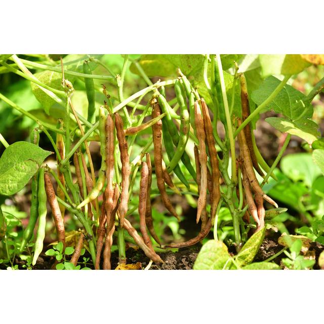 小豆 250g 豆力 契約栽培 北海道 十勝産 国産 国内産 徳用 乾燥