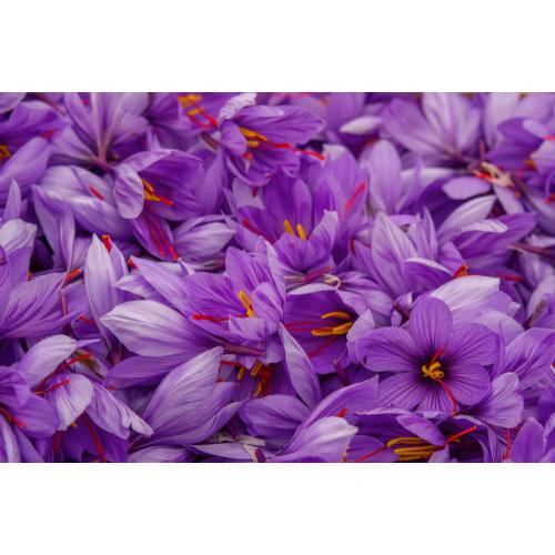 サフランホール 瓶 1g GABAN スパイス 香辛料 粒 業務用 番紅花