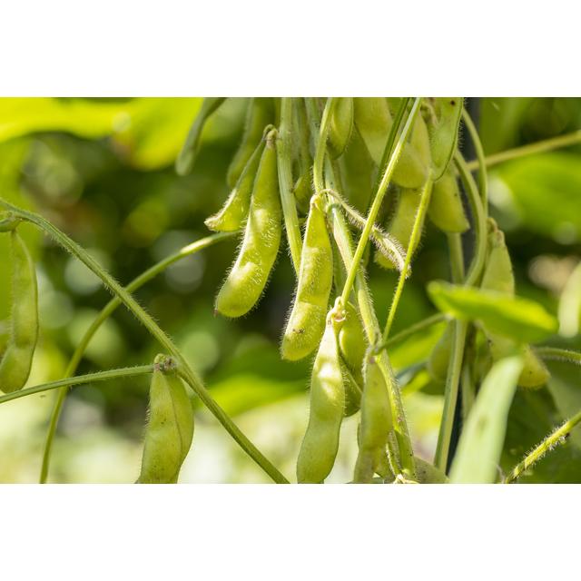 秘伝豆 1kg 豆力 山形県産 ひでん豆 国産 青大豆 枝豆 だいず 国内産