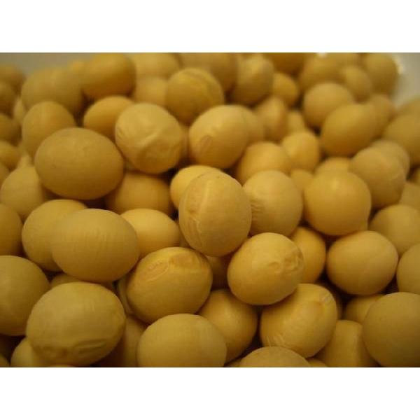 鶴の子大豆 1kg 豆力 北海道産 大豆 つるのこだいず 希少豆 国産 国内