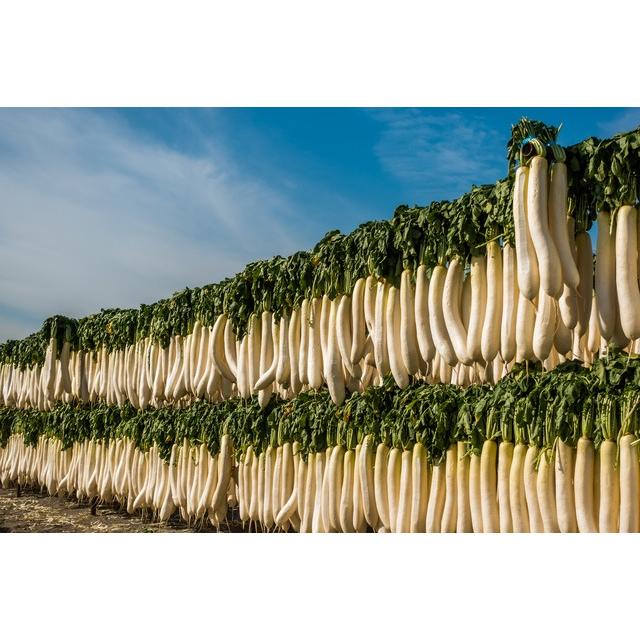 千切大根 30g×3袋 宮崎県産 天日干し 乾物屋の底力 （メール便）切干し