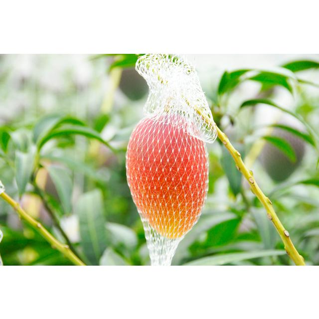 完熟マンゴー 優品 1kg 宮崎県産 古谷農園 食べチョク 宅配便送料無料