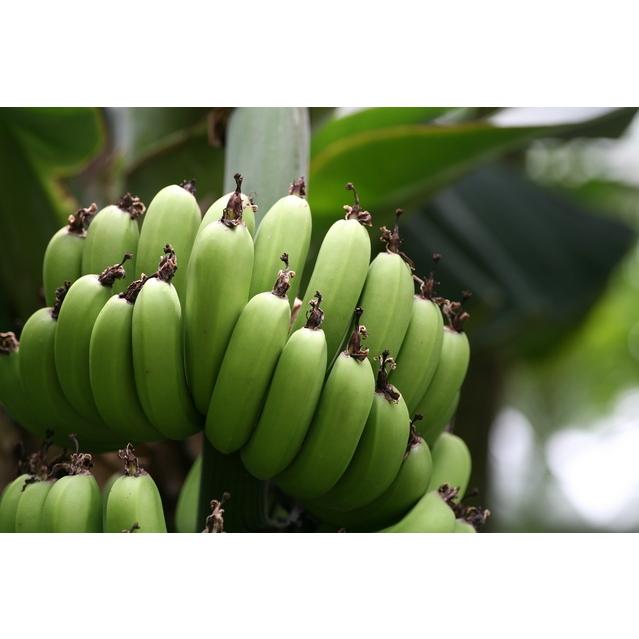 バナナチップ 8kg フィリピン産 世界美食探究 ドライフルーツ バナナ