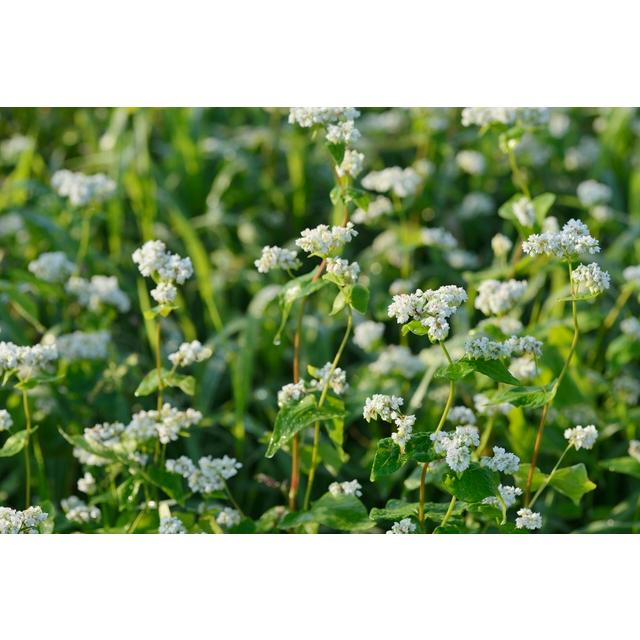 自然芋そば そば粉 500g×20袋 国内産そば使用 自然薯そば 蕎麦粉 国産