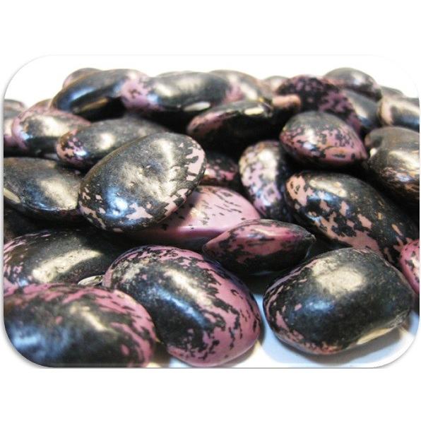 紫花豆 1kg 豆力 北海道産 高原豆 高級菜豆 花豆 インゲン豆 むらさき