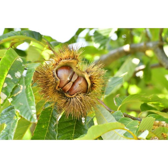 【yas】　ビックサイズ‼️焼きたて‼️天津甘栗3キロ入り Amazon | 新栗 無添加大粒 天津甘栗 3kg (1kg×3P) 焼きたて 甘栗