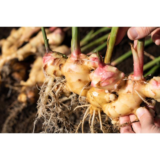 ドライジンジャー 12kg 世界美食探究 タイ産 濃厚 乾燥生姜 ドライ生姜 ドライフルーツ おつまみ おやつ 国内加工 製菓材料 業務用 タイ産