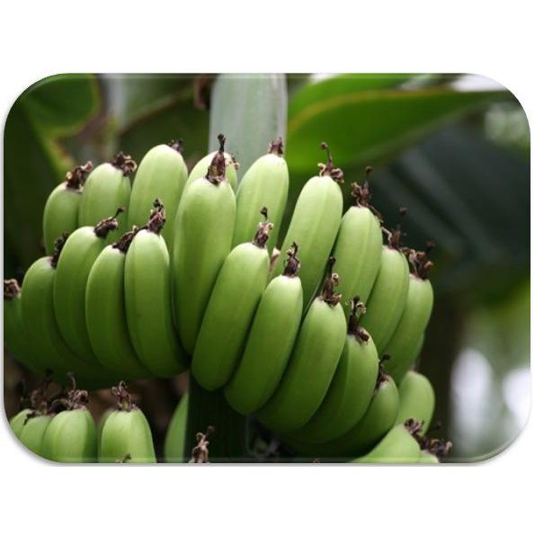 世界美食探究 タイ産 無添加ドライバナナ 1ｋｇ 干しバナナ 乾燥バナナ 625 食べもんぢから Yahoo 店 通販 Yahoo ショッピング