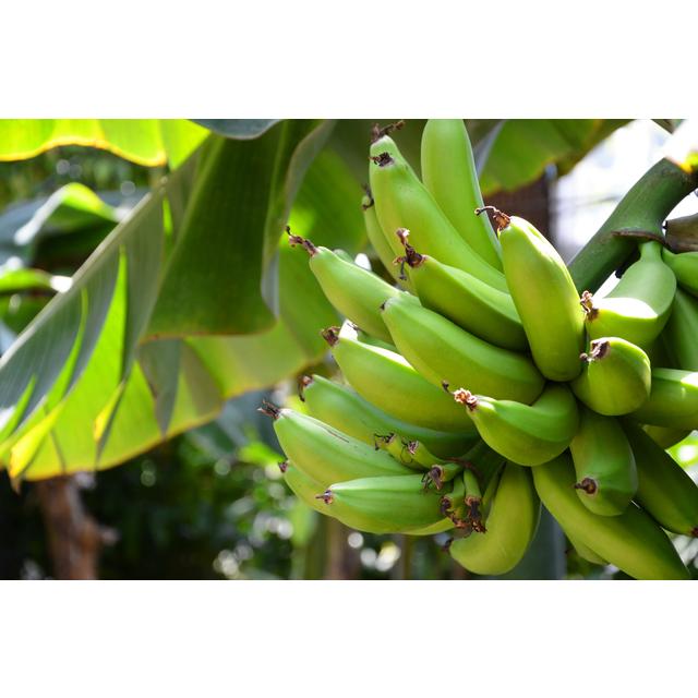 ドライバナナ 1ｋｇ タイ産 世界美食探究 無添加 干しバナナ 乾燥バナナ ドライフルーツ 半生 製パン 製菓材料 国内加工 |  | 03