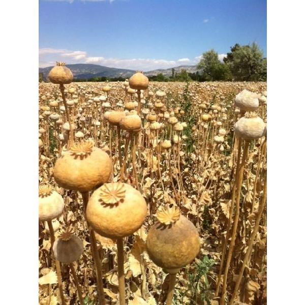 グルメな栄養士の トルコ産 けしの実 青 1ｋｇ ブルーポピーシード ケシ 罌粟 芥子 黒 665 食べもんぢから Yahoo 店 通販 Yahoo ショッピング