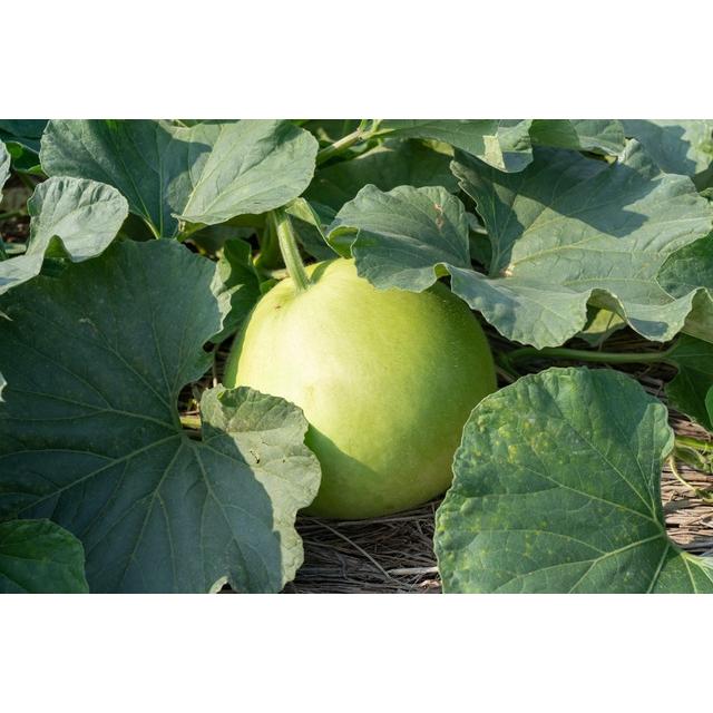 かんぴょう 500g 栃木県産 乾物屋の底力 国産 国内産 干瓢 ユウガオの