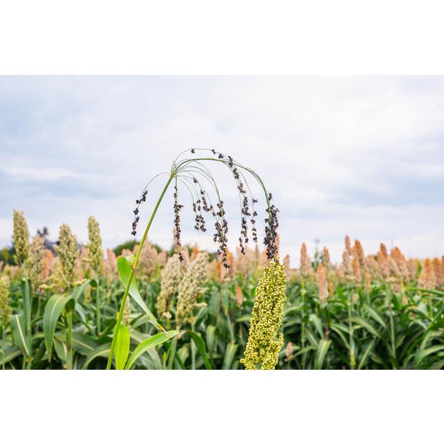 もちきび 1kg 豆力 国産 国内産 黍 雑穀 もち黍 国内加工 きび いなきび 餅黍 穀物 雑穀米 |  | 04