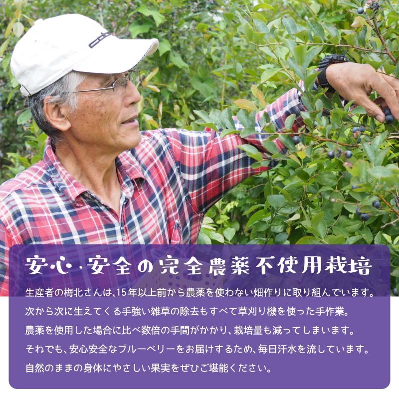 無農薬・有機肥料栽培 完熟ブルーベリー 1kg 鹿児島県産 冷蔵便発送 |  | 01