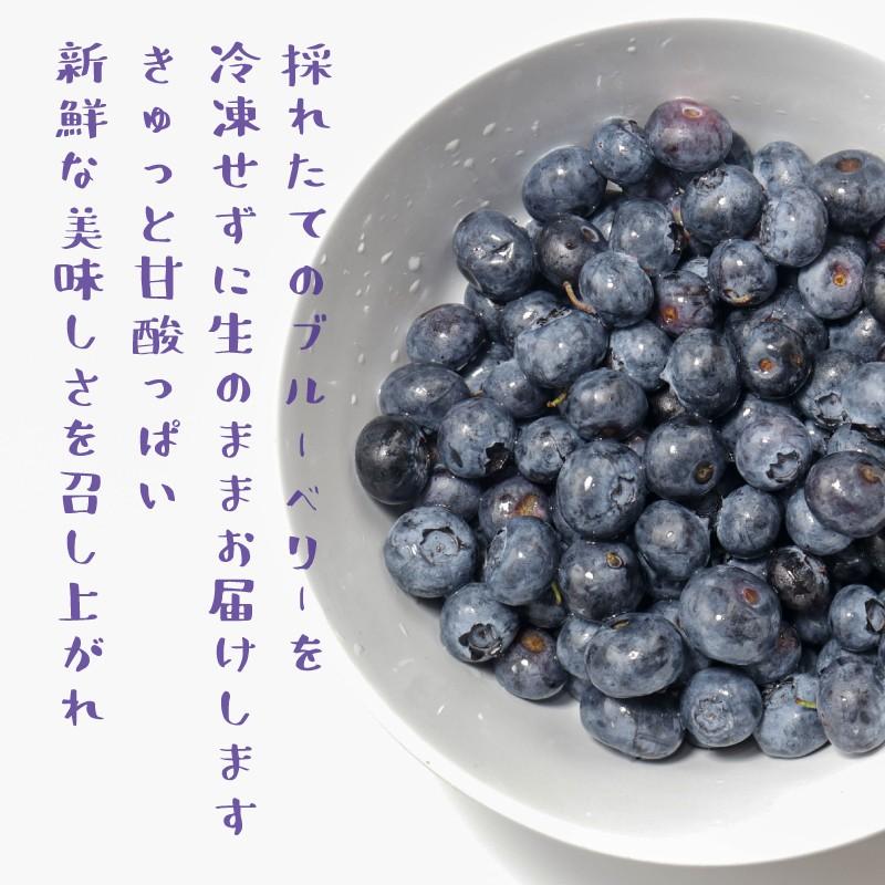 無農薬・有機肥料栽培 完熟ブルーベリー 1kg 鹿児島県産 冷蔵便発送 |  | 02