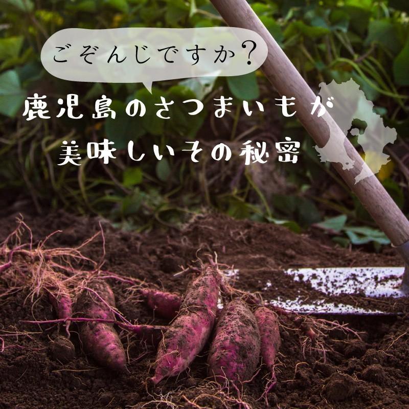 さつまいも 紅はるか 20kg （土付き・大小サイズ混在） 2024年産