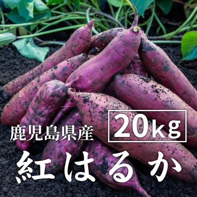 2022年新物 さつまいも 紅はるか 20kg （土付き・大小サイズ混在