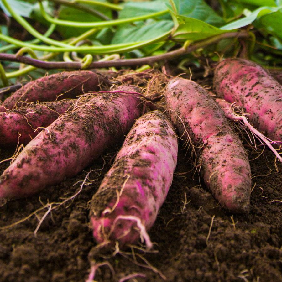 2024年新物 さつまいも シルクスイート 3kg （土付き・大小サイズ混在）ほくほく食感でさっぱりした甘さ 鹿児島県産 | 