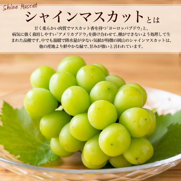 岡山県産 シャインマスカット 晴王 2房 約600g×2個 最高ランク 国産