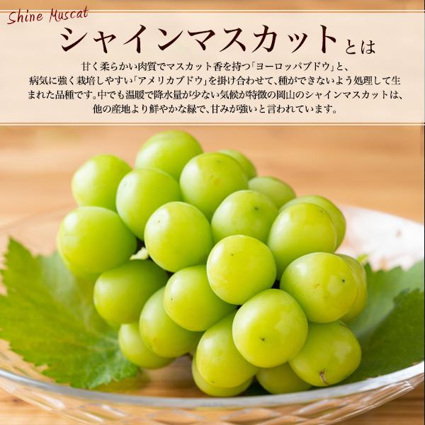 岡山県産 訳あり シャインマスカット 大中小MIX粒売り 3kg 訳あり 岡山県産 シャインマスカット 晴王 粒売り 約180g×3パック 家庭