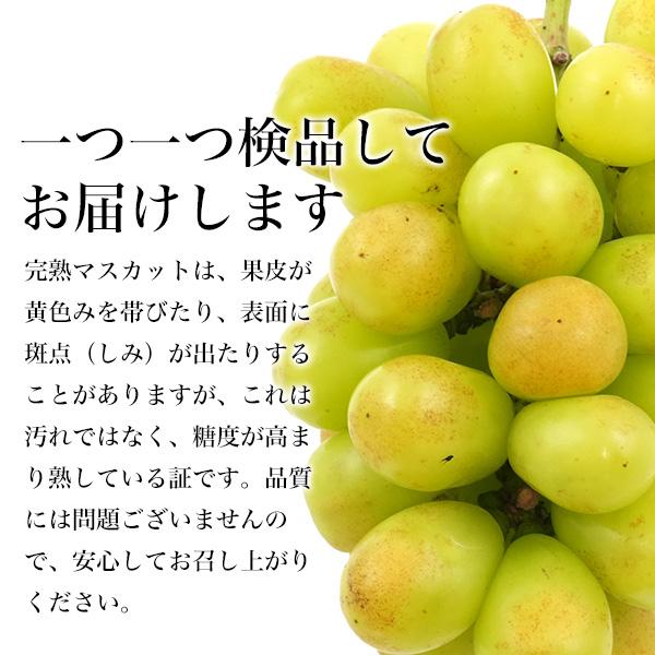 岡山県産 シャインマスカット 晴王 20粒入り Lサイズ 糖度20度 国産