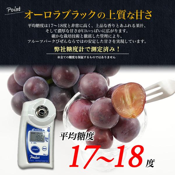 岡山県産 一宮ブランドオーロラブラック専用 岡山県産 オーロラブラック 1房 約600g 平均糖度17-18度 国産 ブドウ