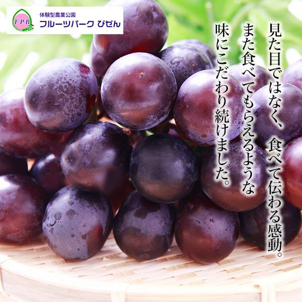岡山県産 一宮ブランドオーロラブラック専用 岡山県産 オーロラブラック 1房 約600g 平均糖度17-18度 国産 ブドウ
