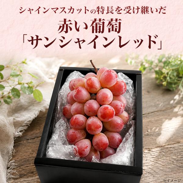 山梨県産 ぶどう サンシャインレッド 種なし 葡萄 1房 約600g 国産