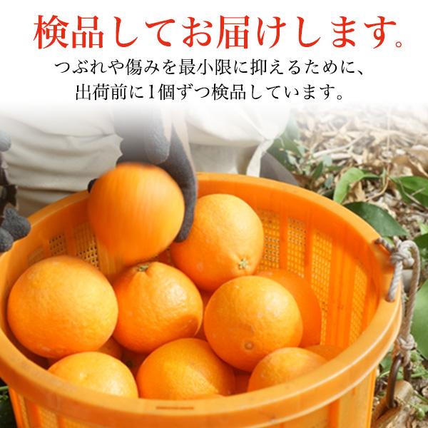 紅まどんな 愛媛県産 みかん 秀品以上 L〜 5Lサイズ 約1.8〜2kg 5〜10